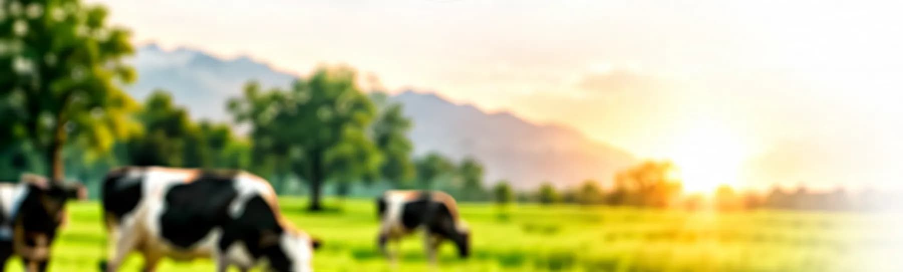 Dairy cattle grazing in a green field at sunrise